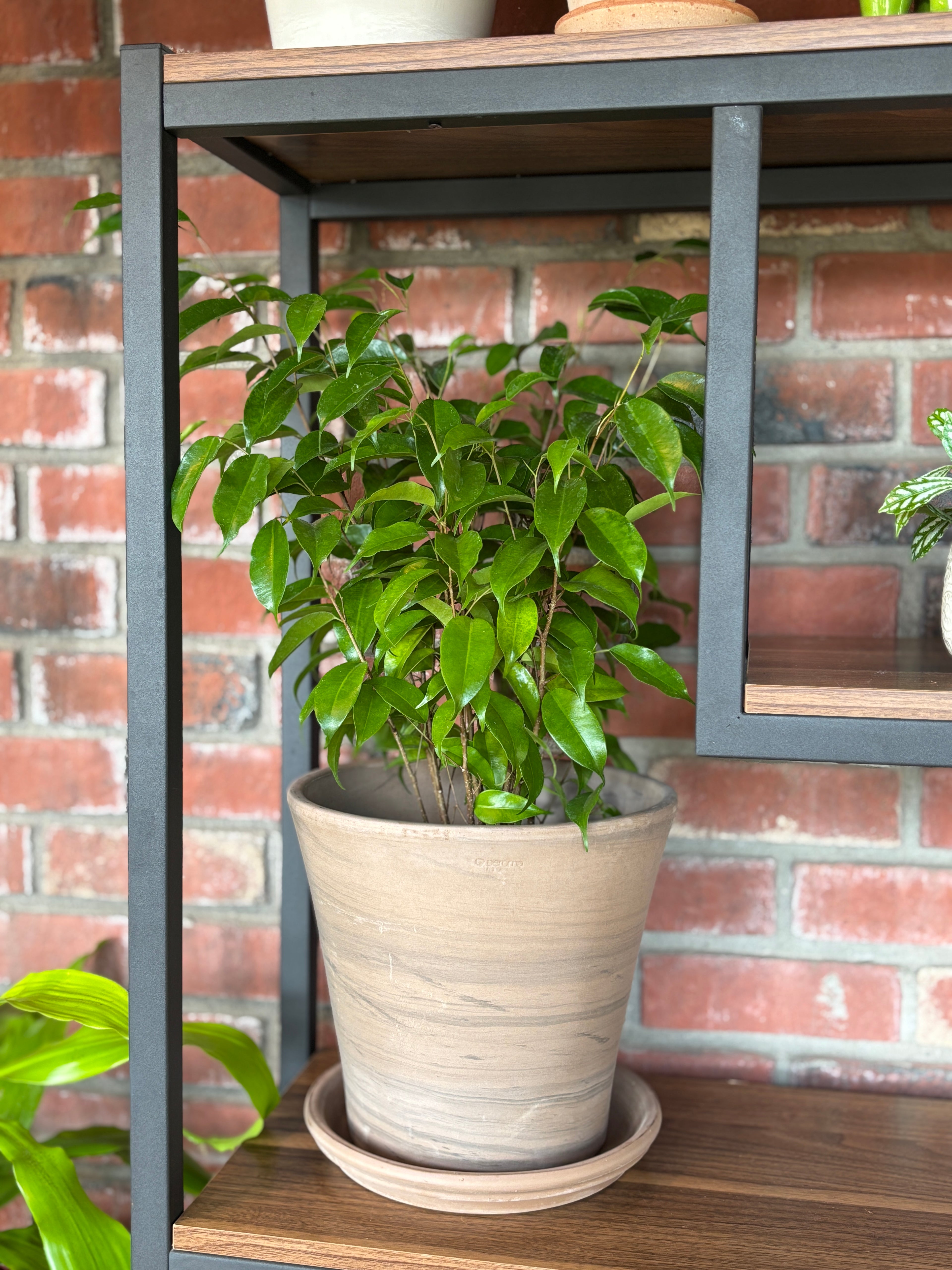 Grafite Black Striped 10" Pot
