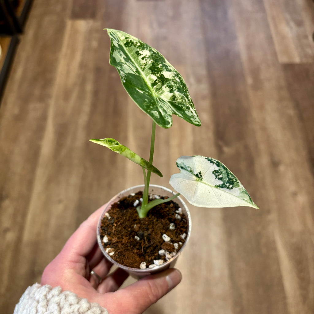 Alocasia 'Fredryk Albo Variegated' 3" Pot