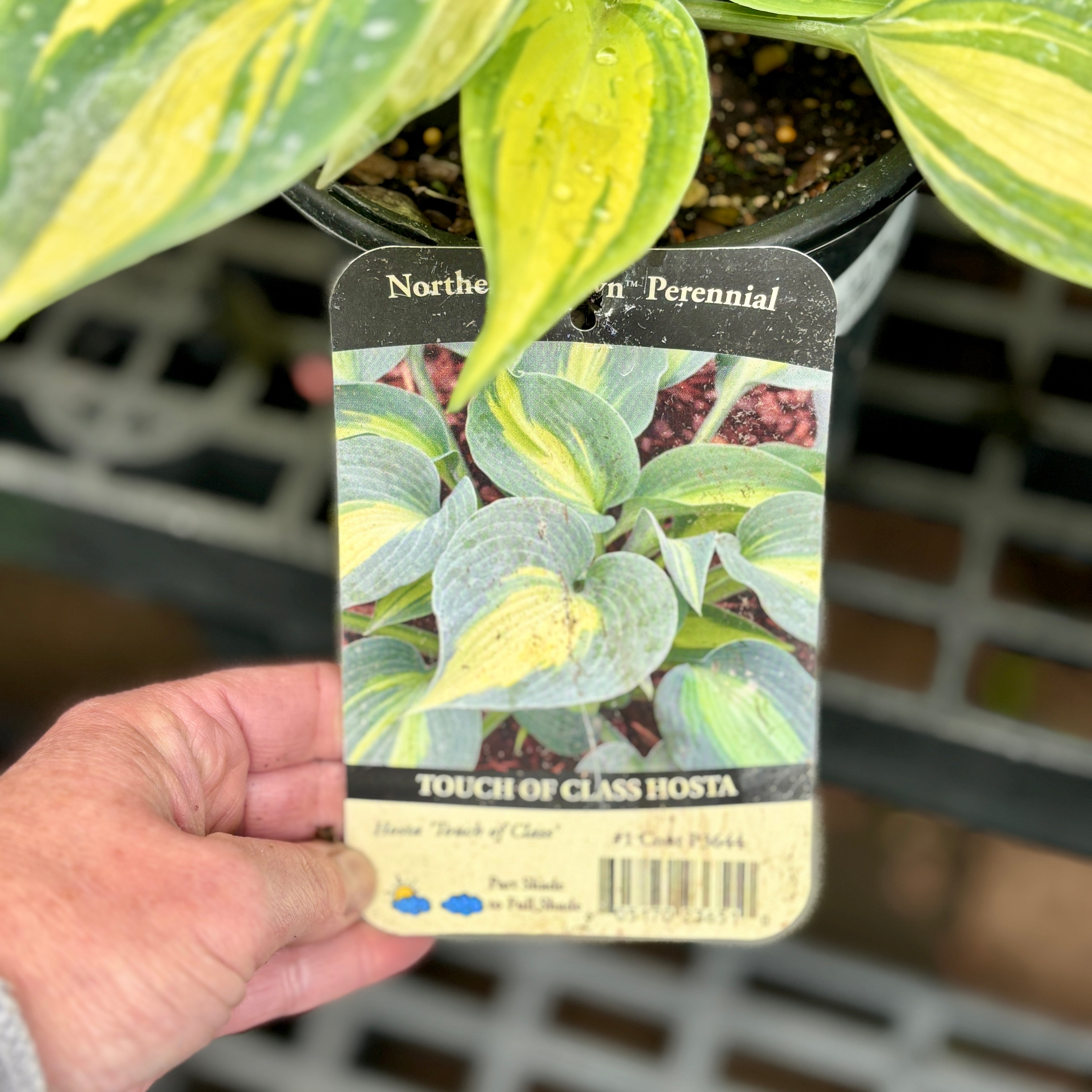 Hosta 'Touch Of Class' #1 Gallon Pot