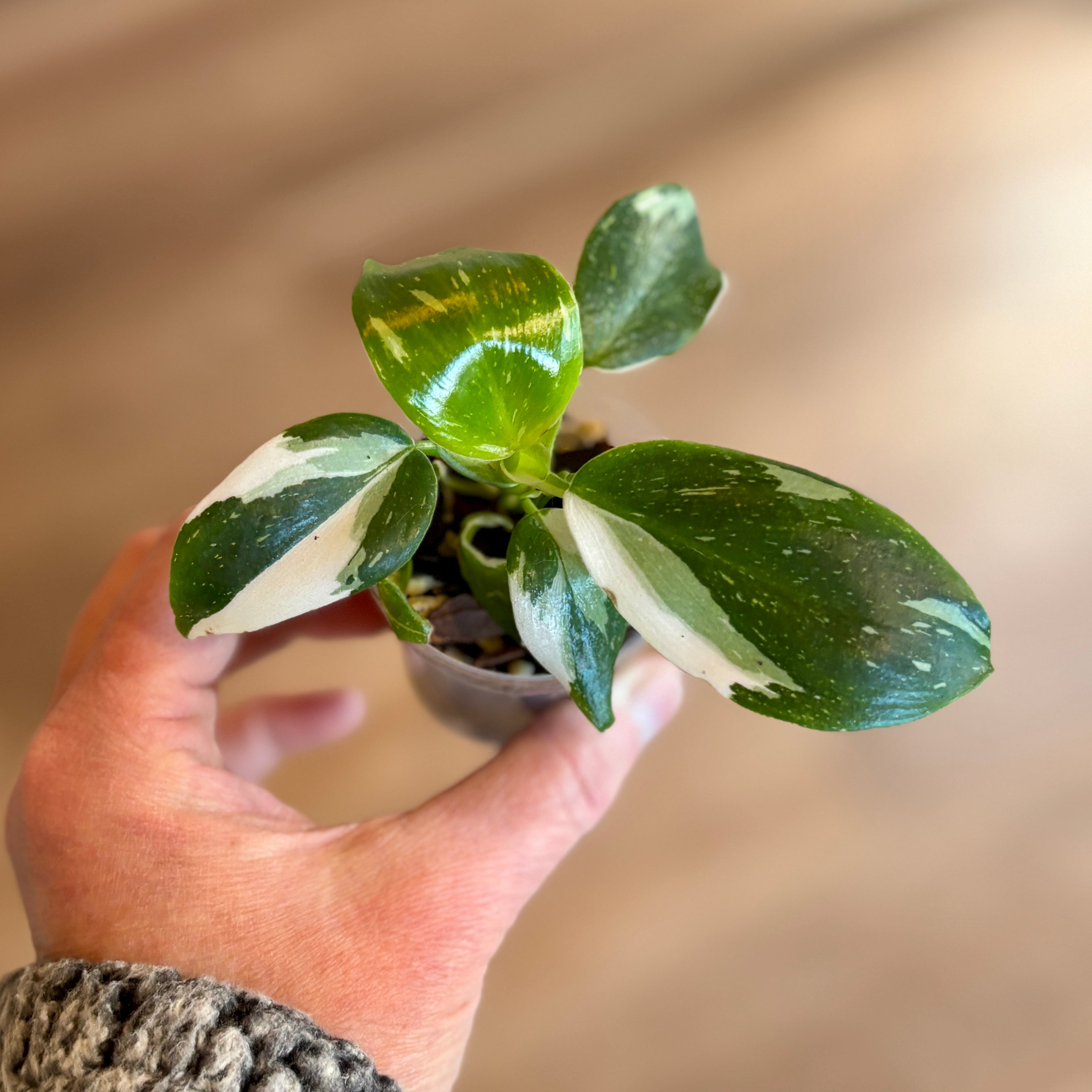 Philodendron 'White Wizard' 2"