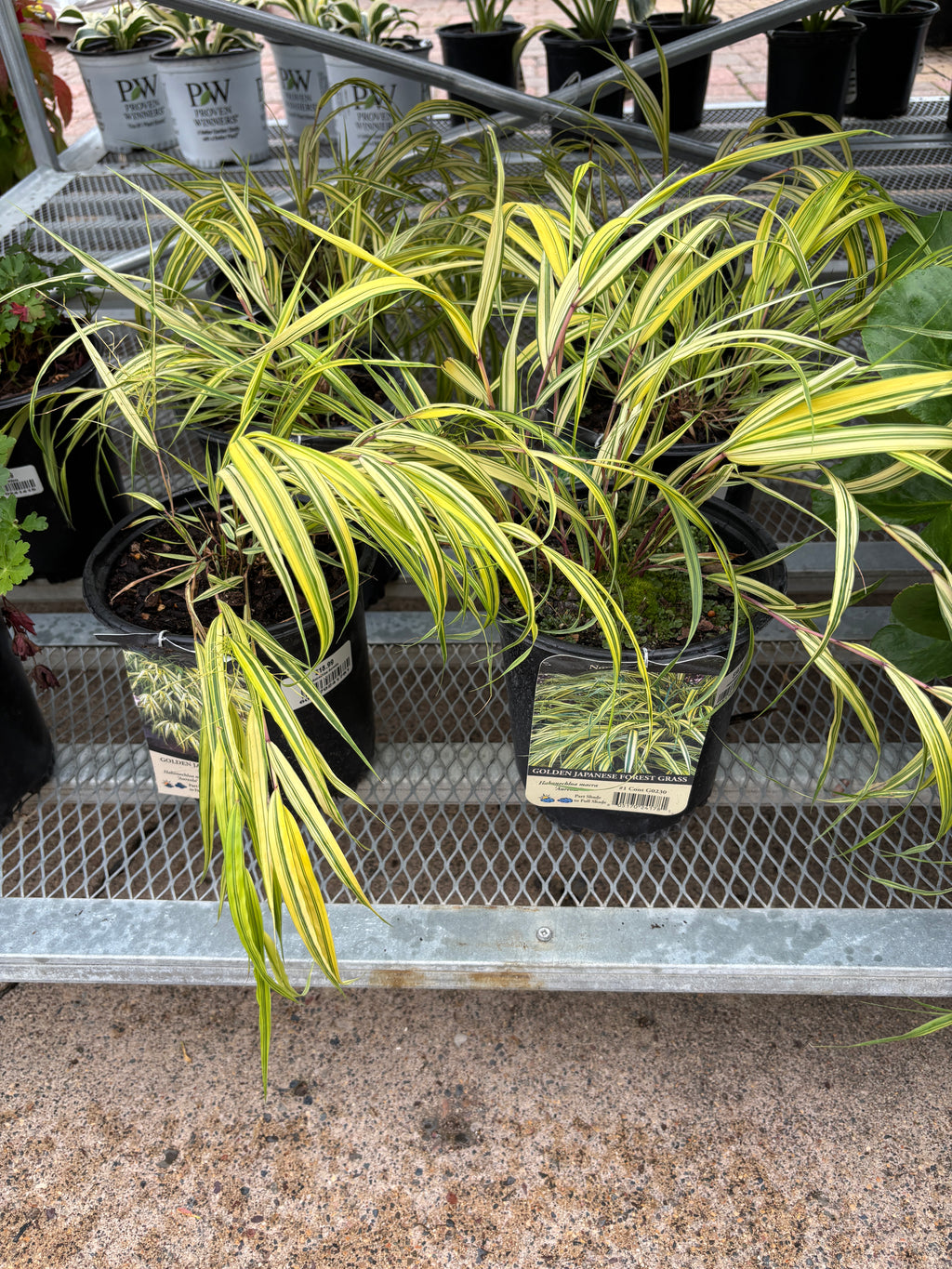 Hakonechloa 'Aureola' #1 Gallon