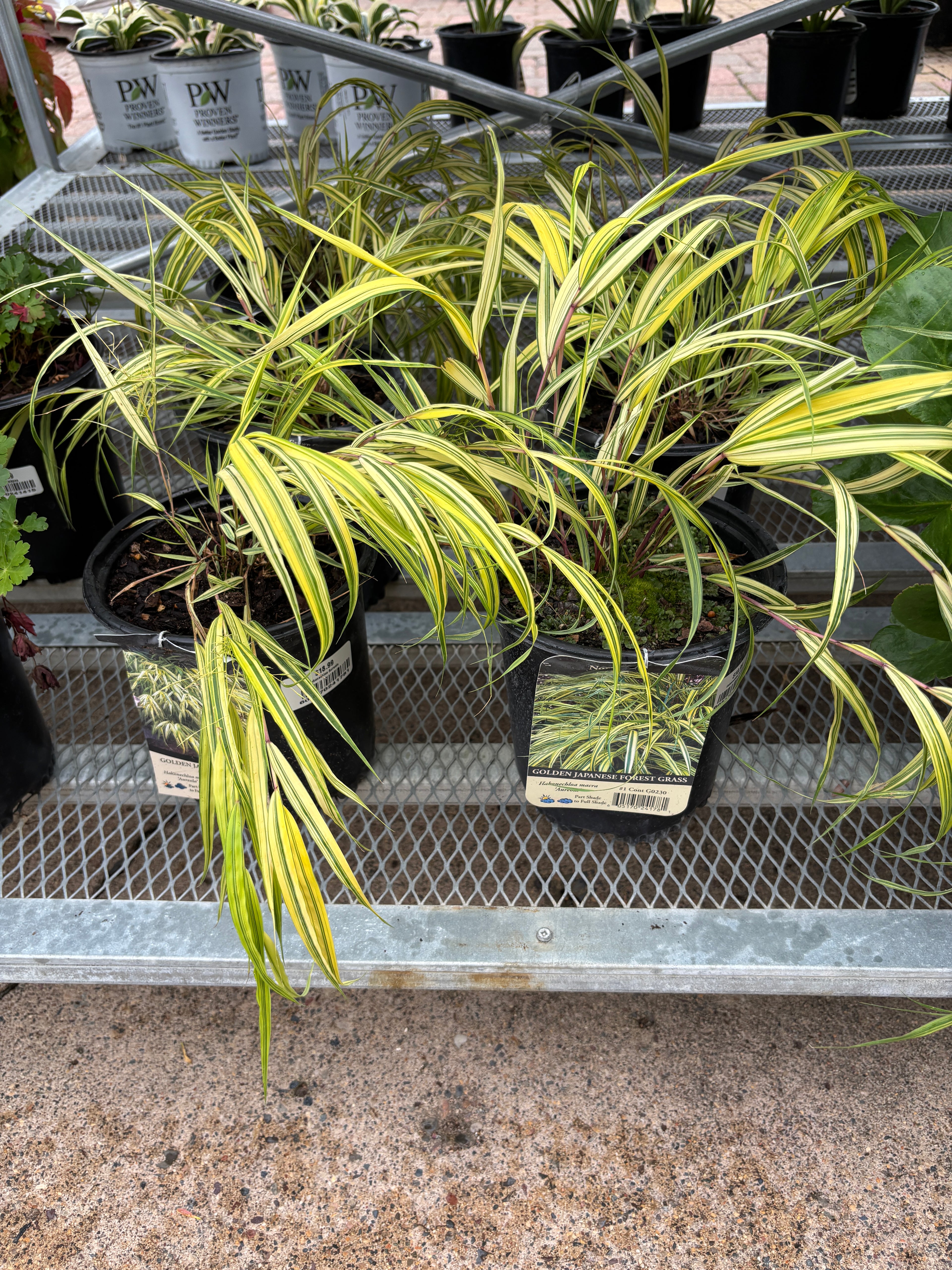 Hakonechloa 'Aureola' #1 Gallon