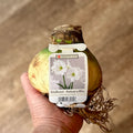 Amaryllis 'Christmas Gift'