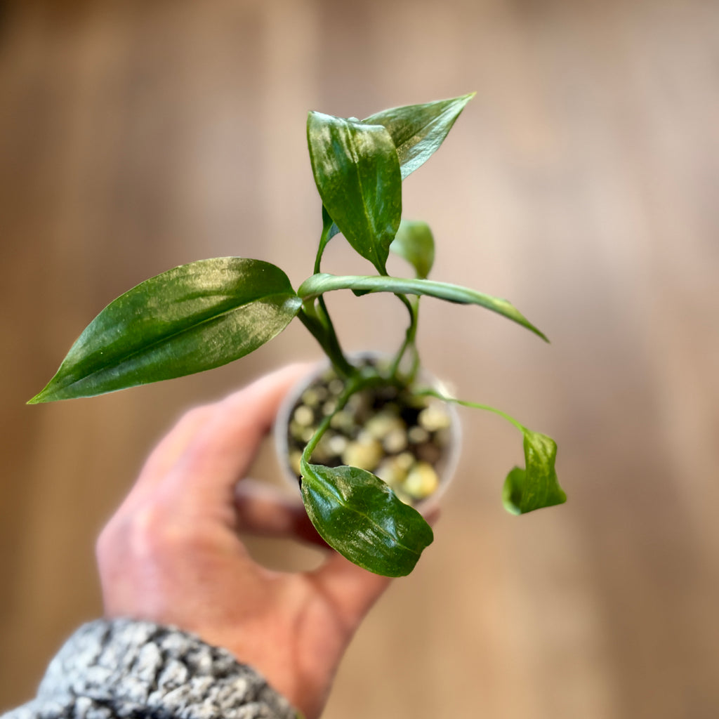 Epipremnum Amplissimum | Pothos