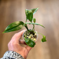 Epipremnum Amplissimum | Pothos
