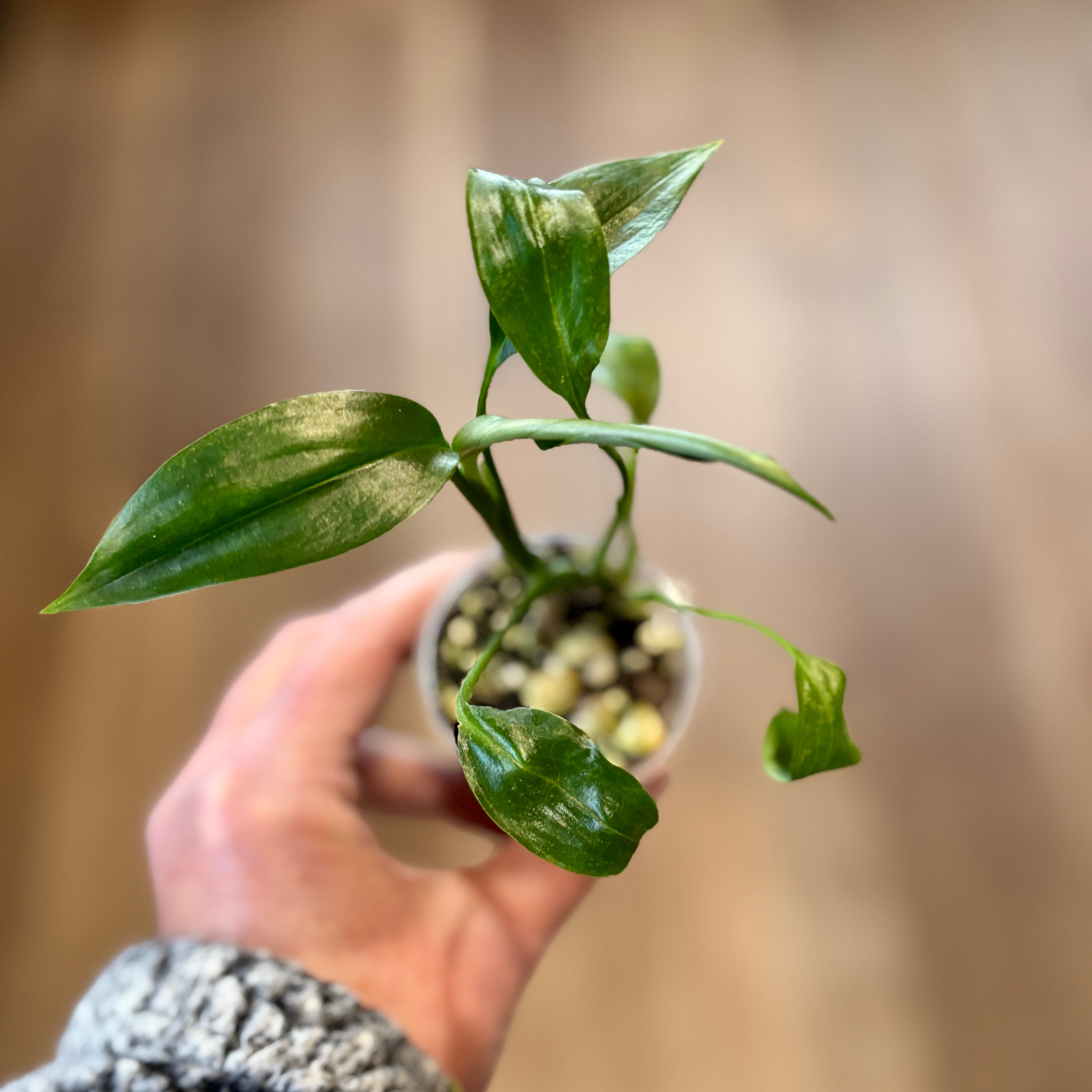 Epipremnum Amplissimum | Pothos