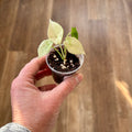 Alocasia 'scalprum Mint'