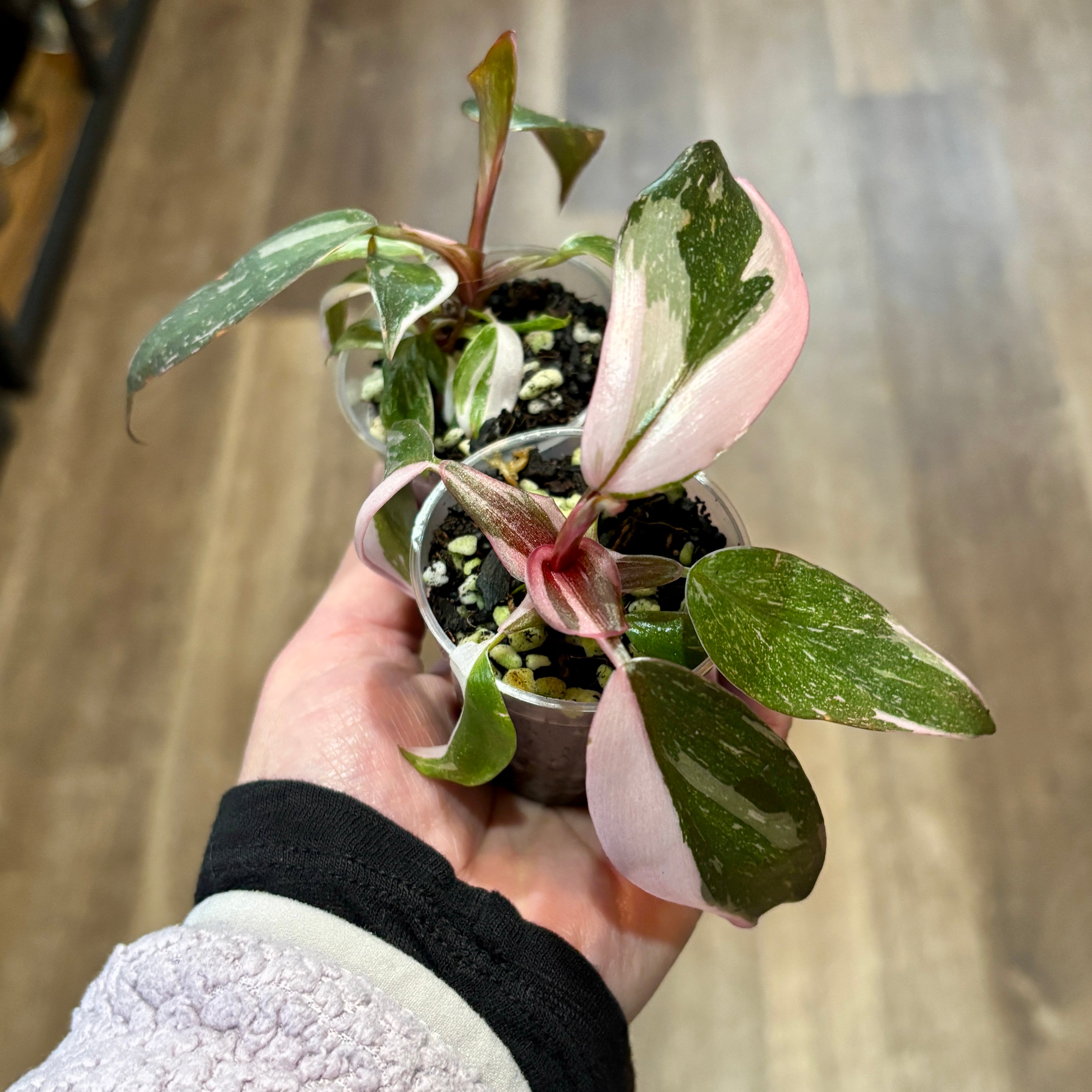 Philodendron 'Pink Princess' 2"