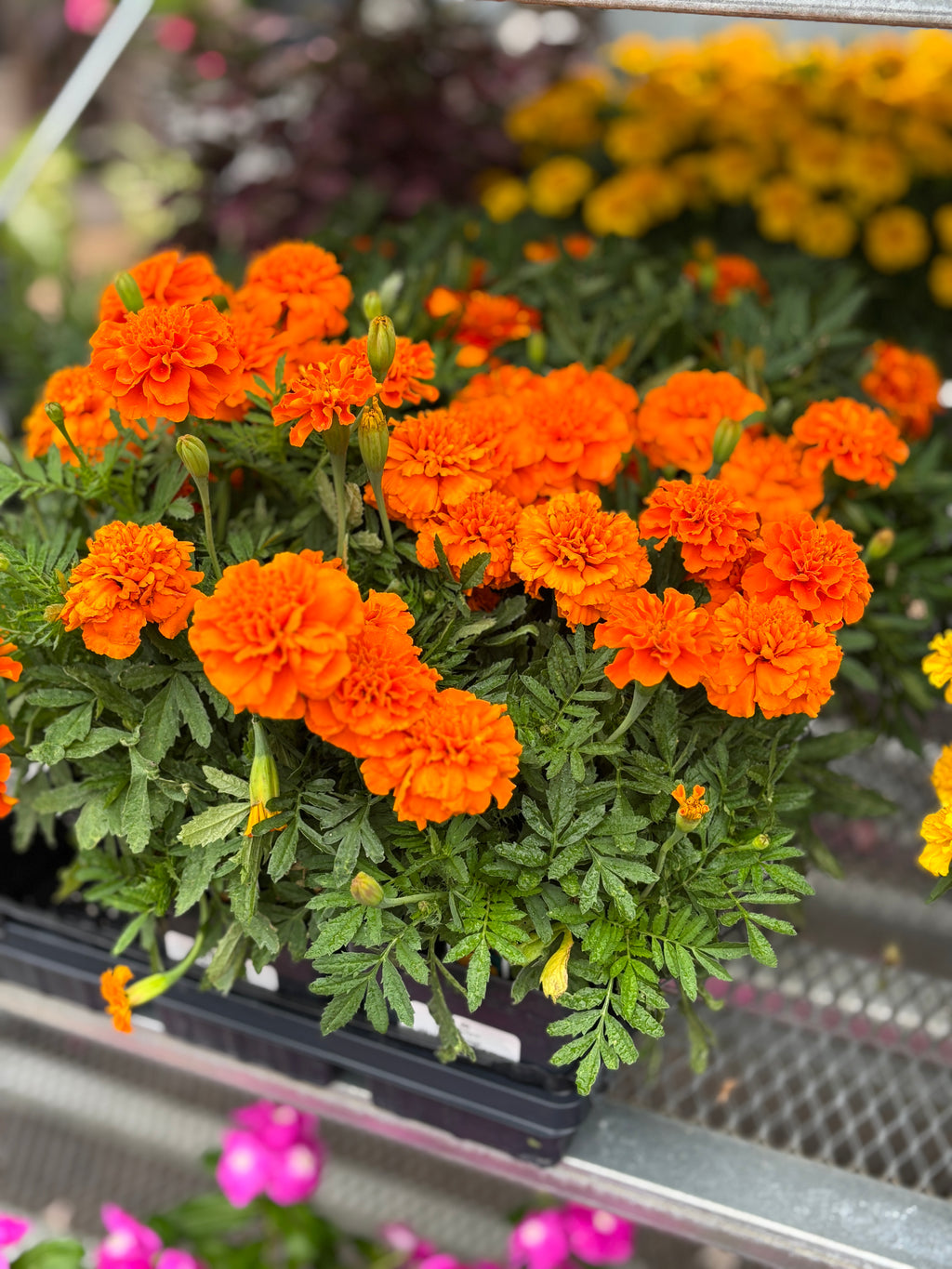 4.5" Marigolds