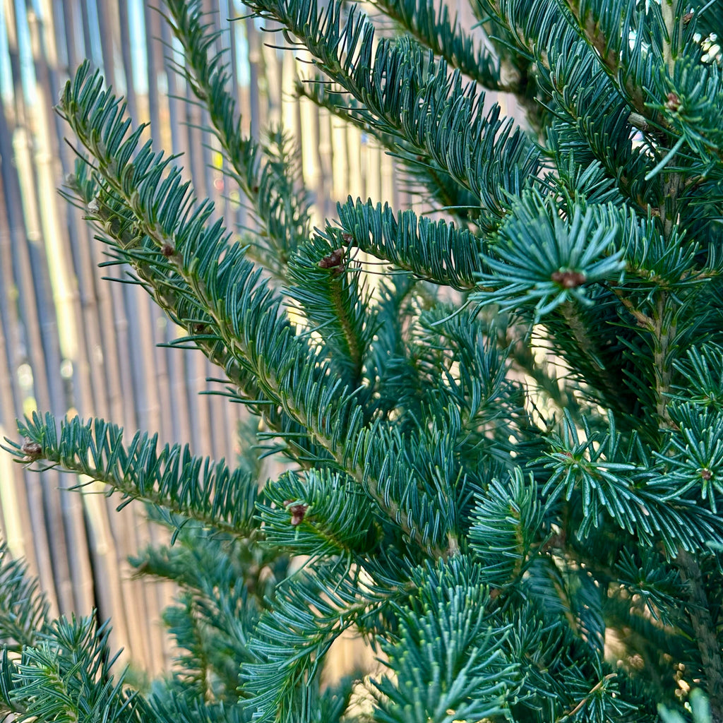 Balsam Field Run Christmas Trees - 10-11'