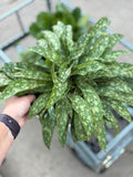 Pulmonaria 'Raspberry Splash' #1