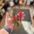 Tillandsia Bulbosa 'Belize' Medium Size