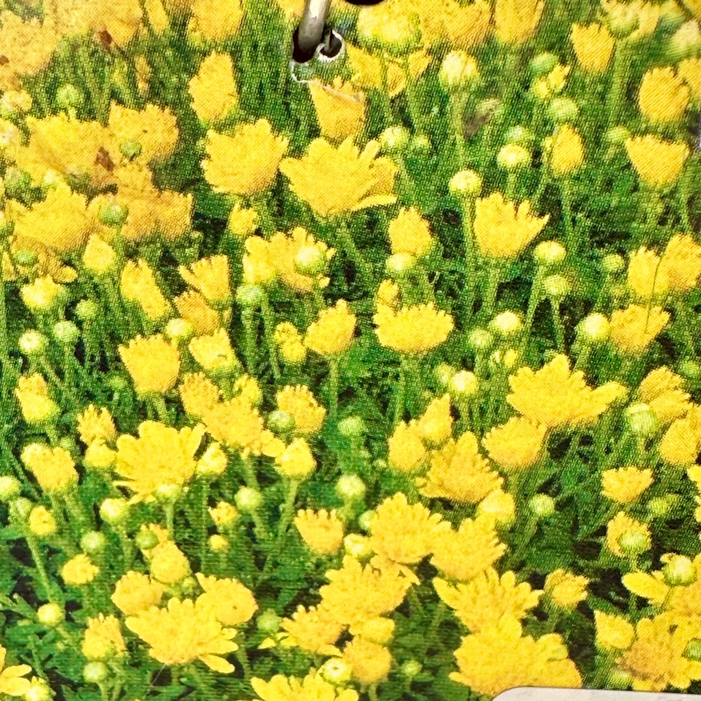 9" Dendranthema Igloo Brilliant Yellow Mum