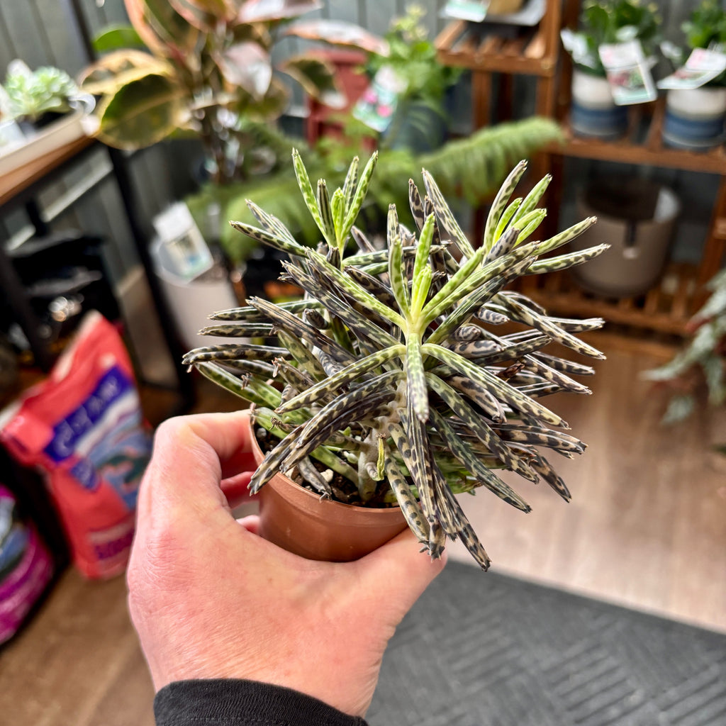Mother Of Millions Succulent