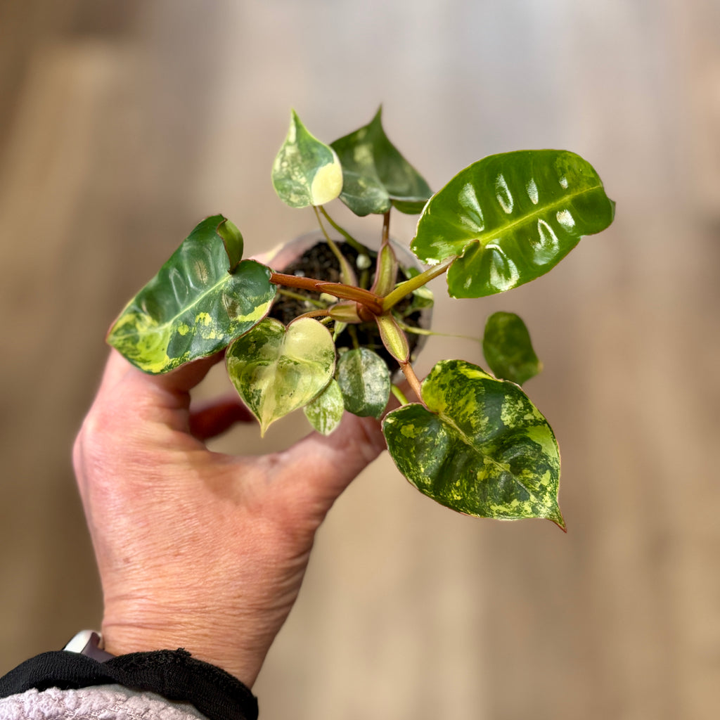 Philodendron 'Billietiae Variegated' 2"