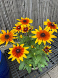 8" Sunbeckia Mia