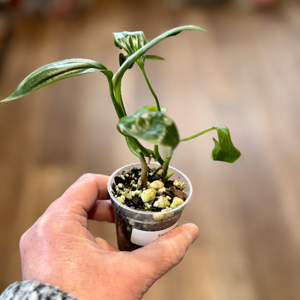 Epipremnum Amplissimum | Pothos