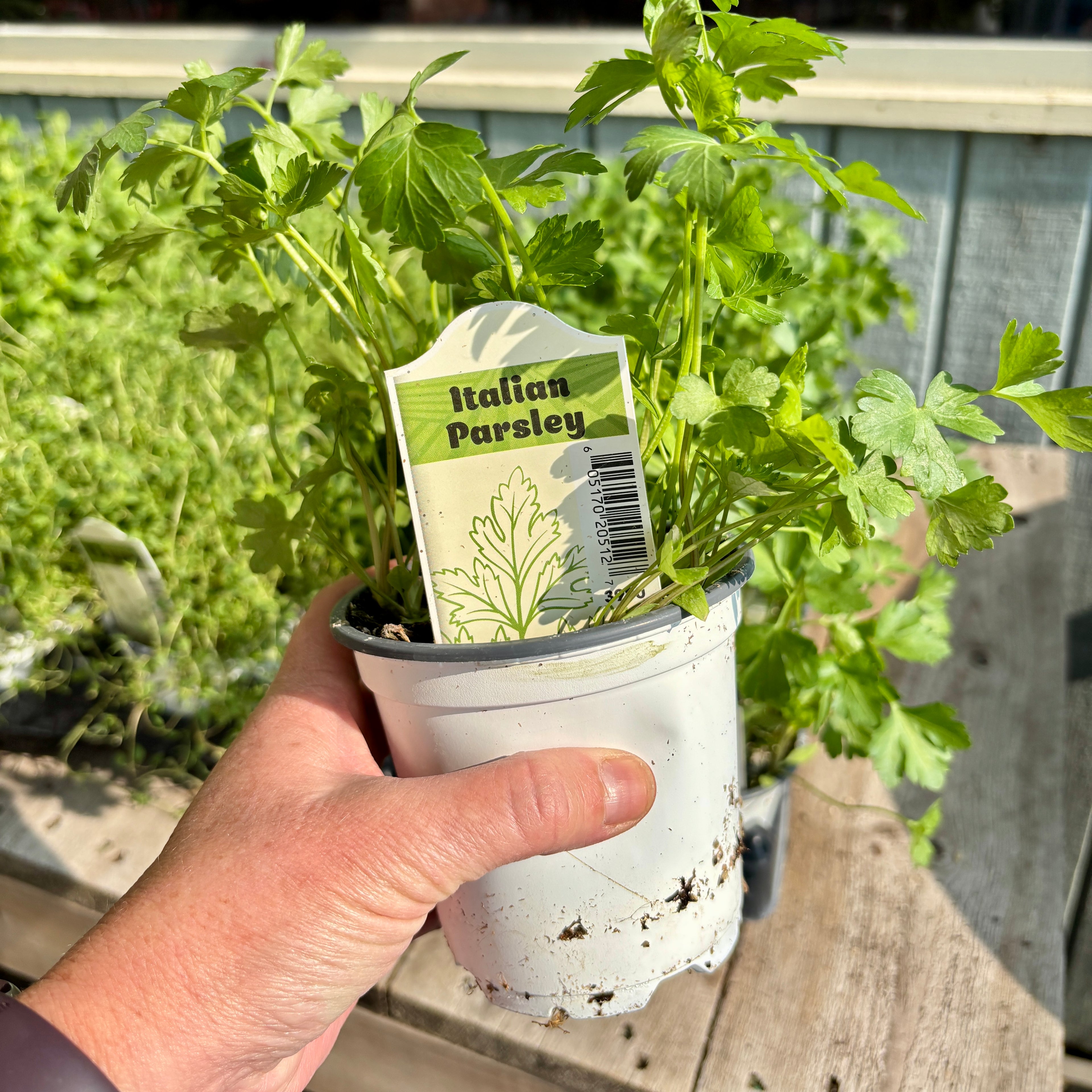 Italian Parsley 4”