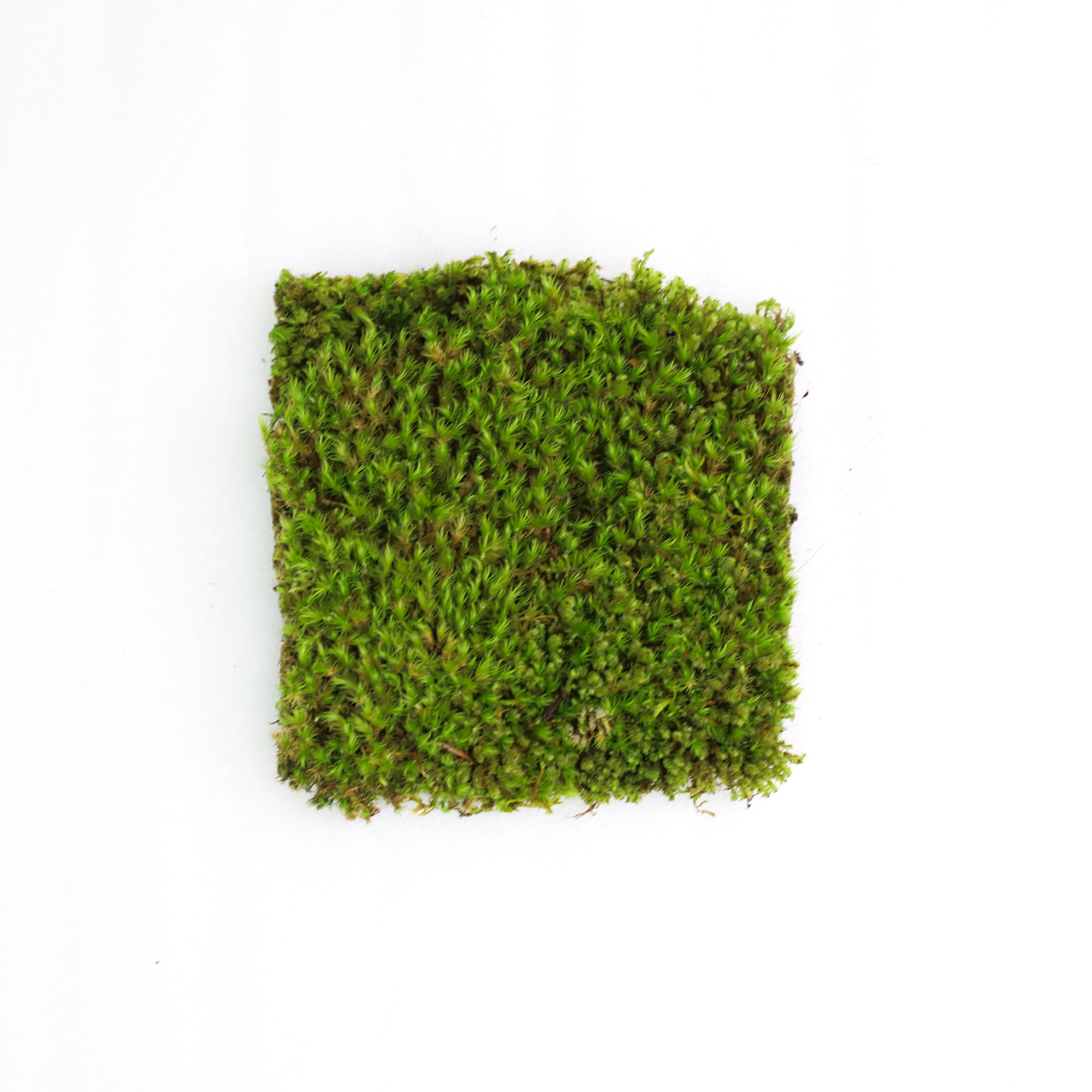Live Mood Moss – Dormant 6X6" Squares, Hand-Harvested: Dicranum Scoparium