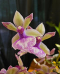 Zygo Snow Bird Orchid