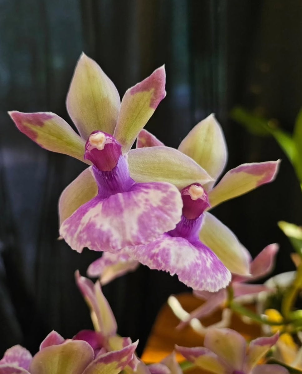 Zygo Snow Bird Orchid