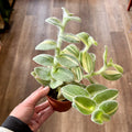 Tradescantia Velvet Stripe
