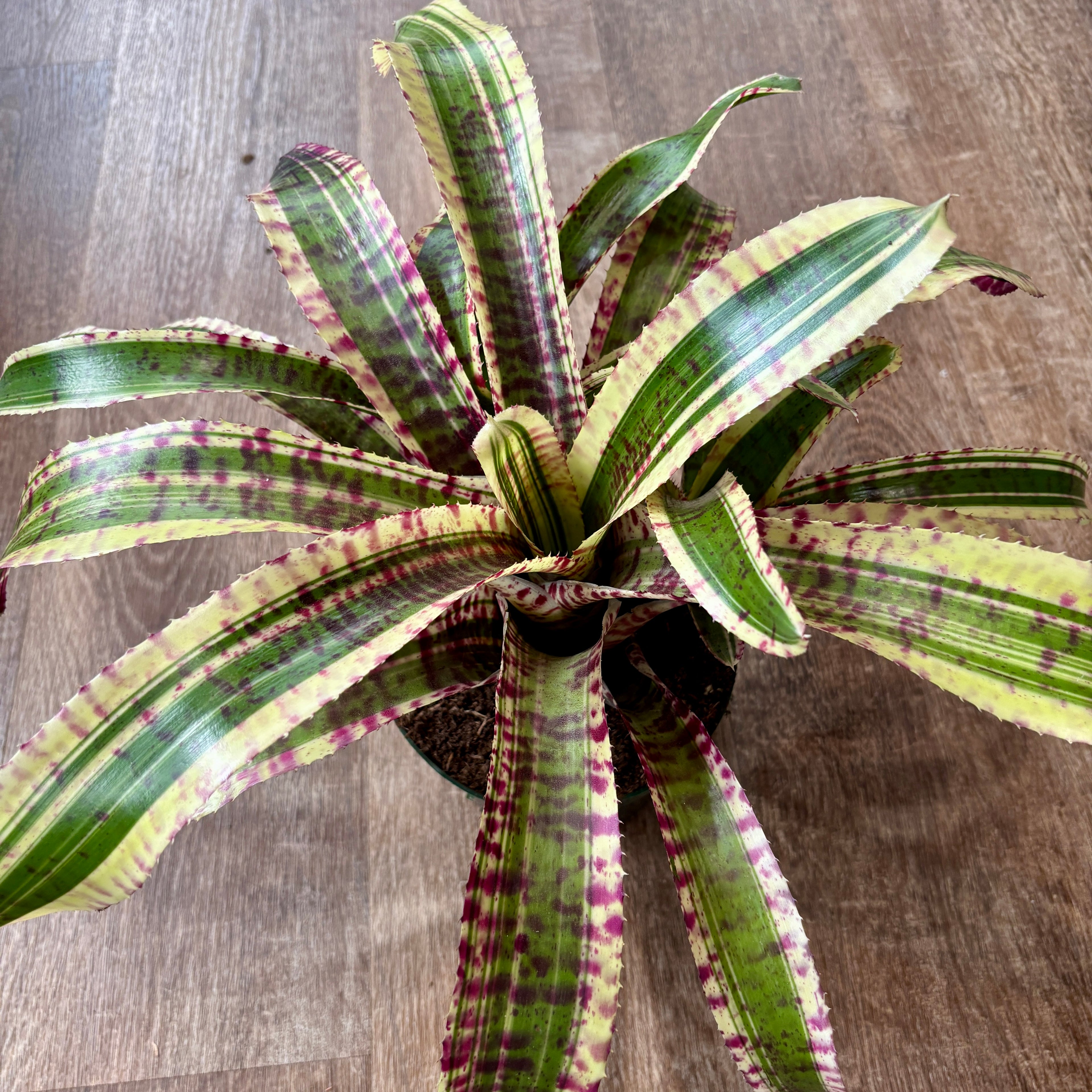 Neoregelia Hypnotica