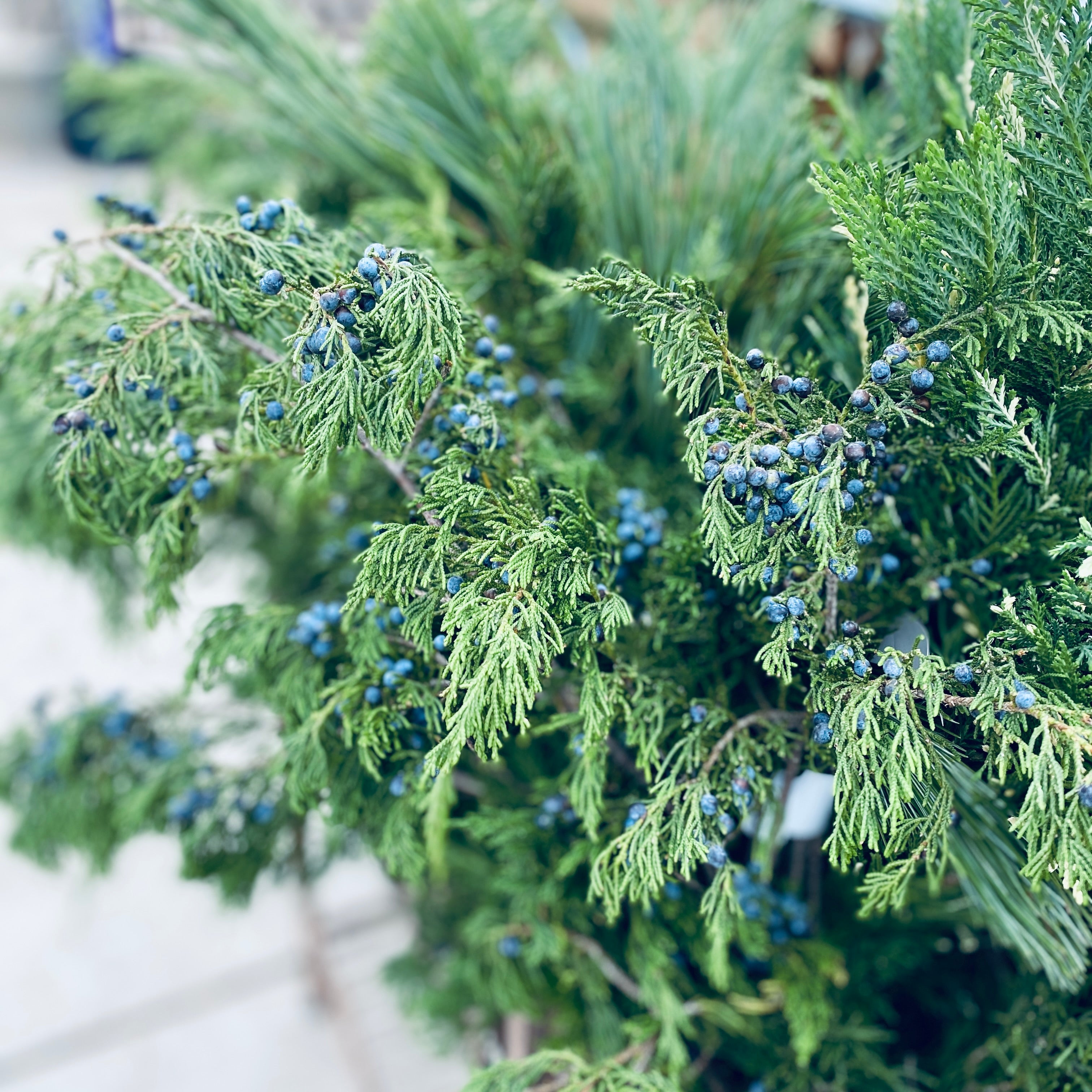 Blueberry Cedar 2 Lb Bundles