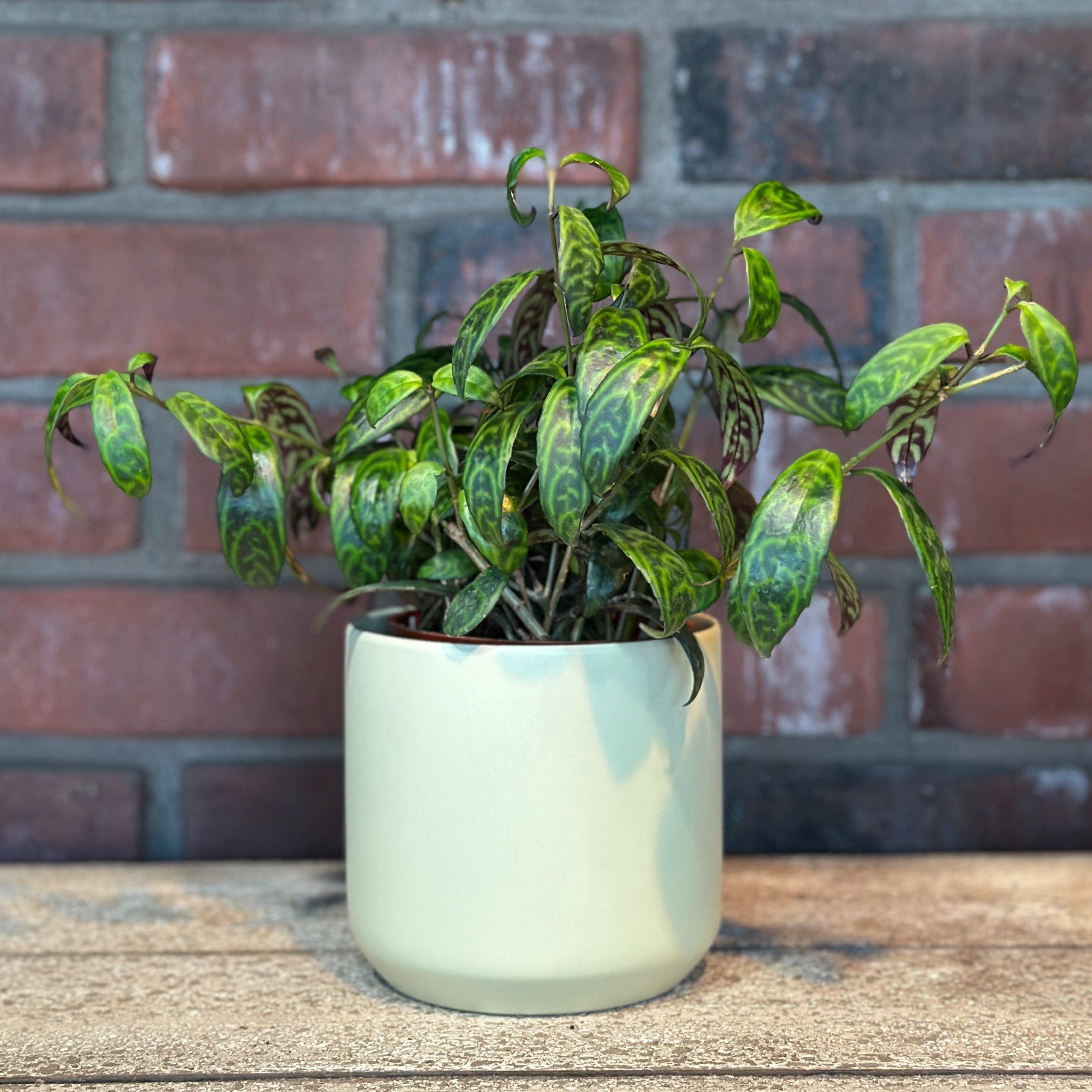 Kendall Round Cylinder Pot Spring 4.75-Inches