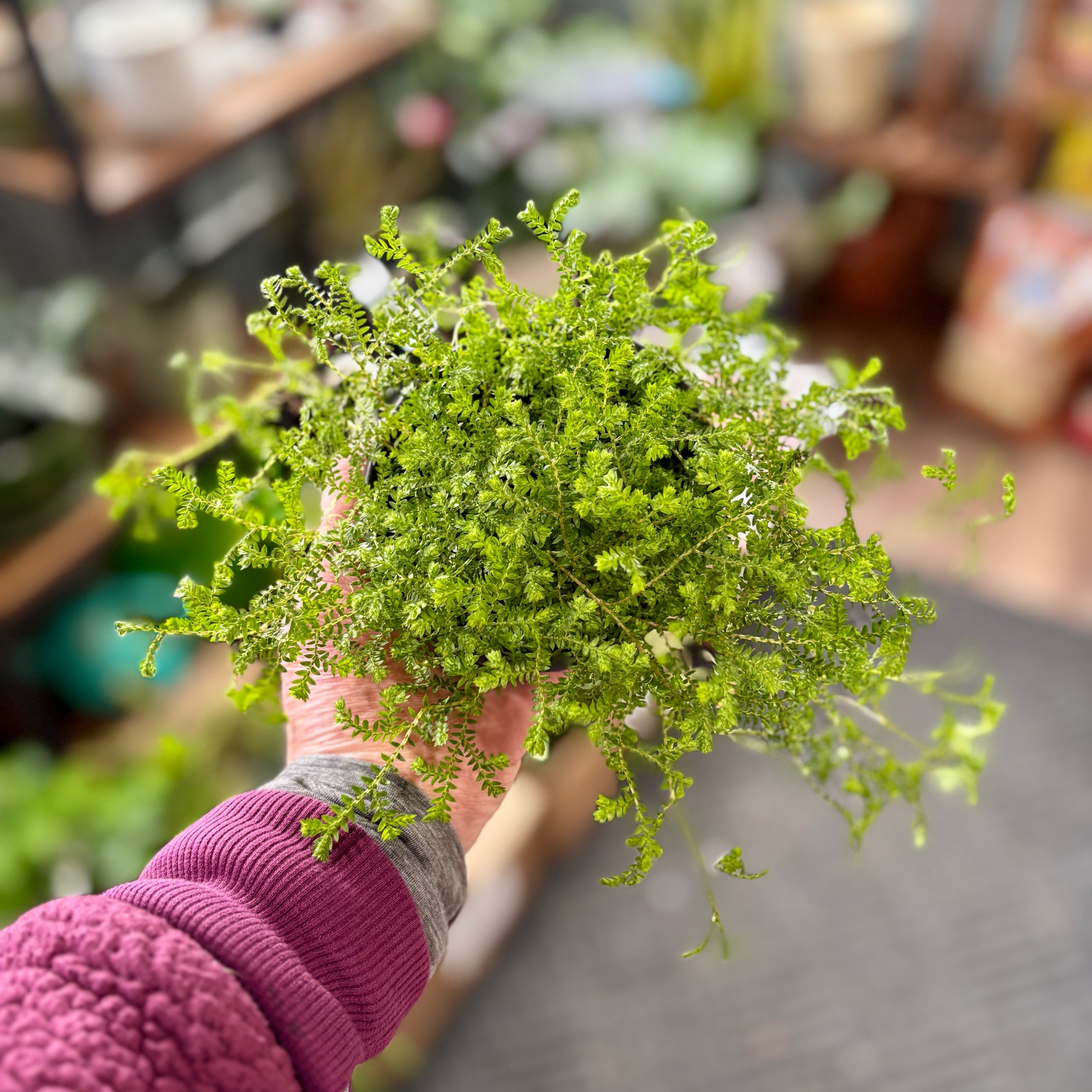 Selaginella Green Club Moss