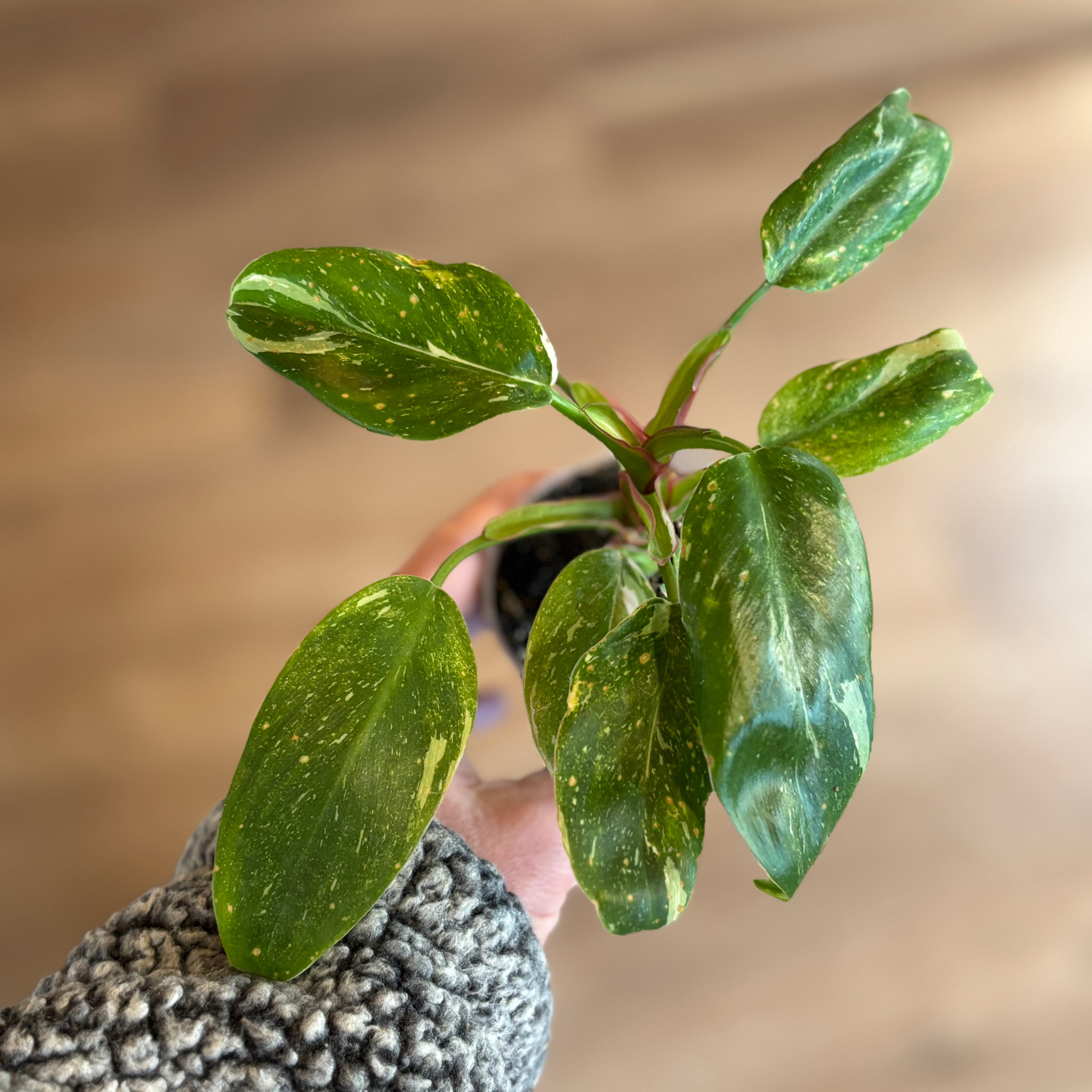 Philodendron 'White Princess Galaxy' 3"