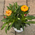 5.25" Straw Flower Harvest Orange