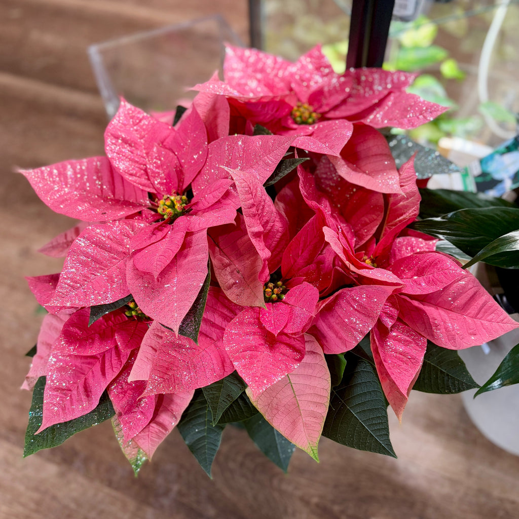 Poinsettia - 4.5" Fancy