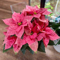 Poinsettia - 4.5" Fancy