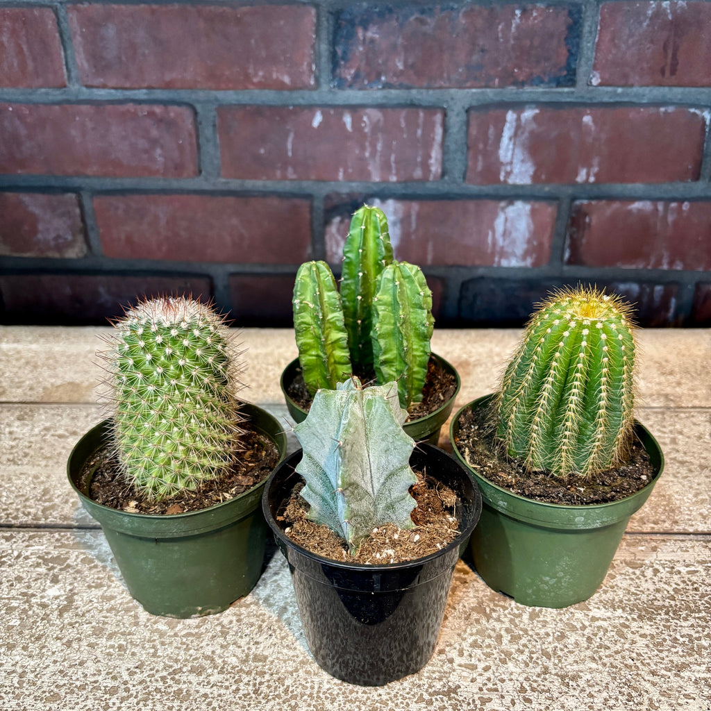 4" Cactus Assorted