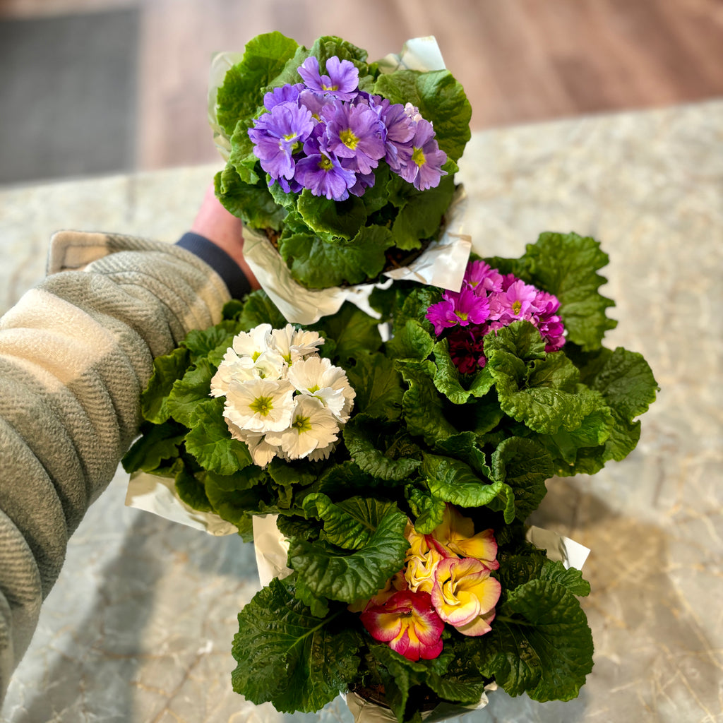 Primula Assorted Colors 6.5" Pot