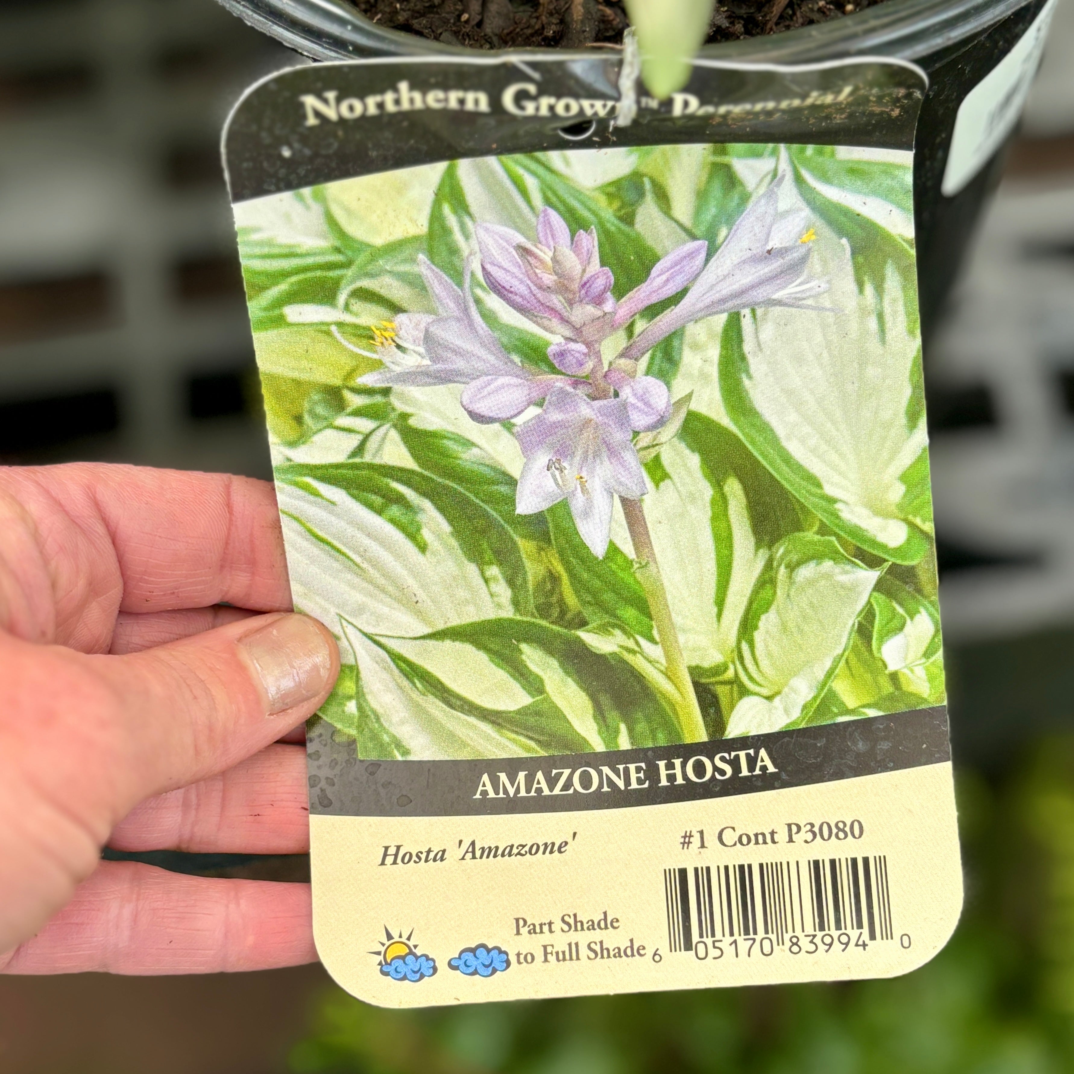 Hosta 'Amazone' #1 Gallon Pot