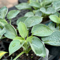 Hosta 'Big Daddy' #1 Gallon Pot