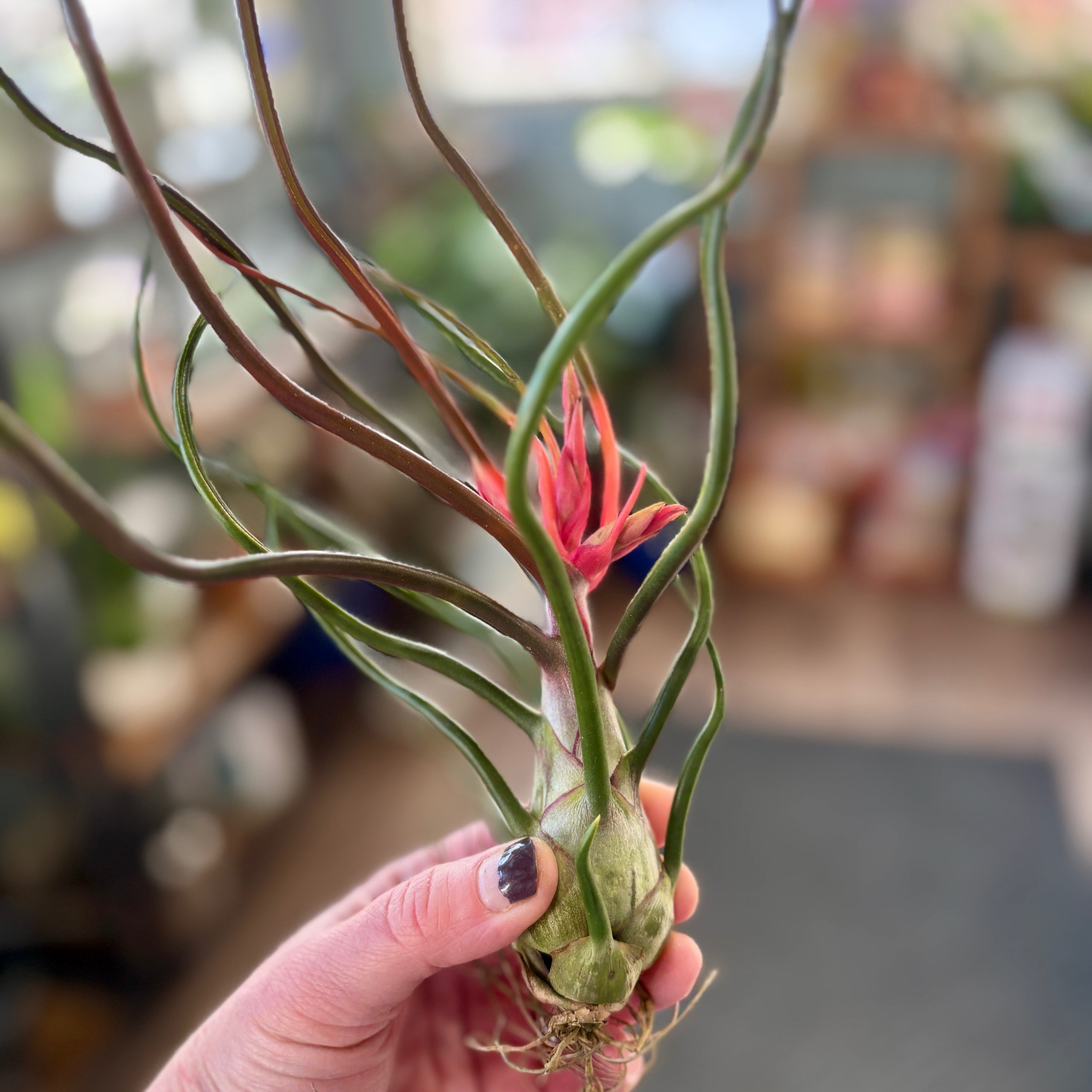 Tillandsia Bulbosa 'Belize'