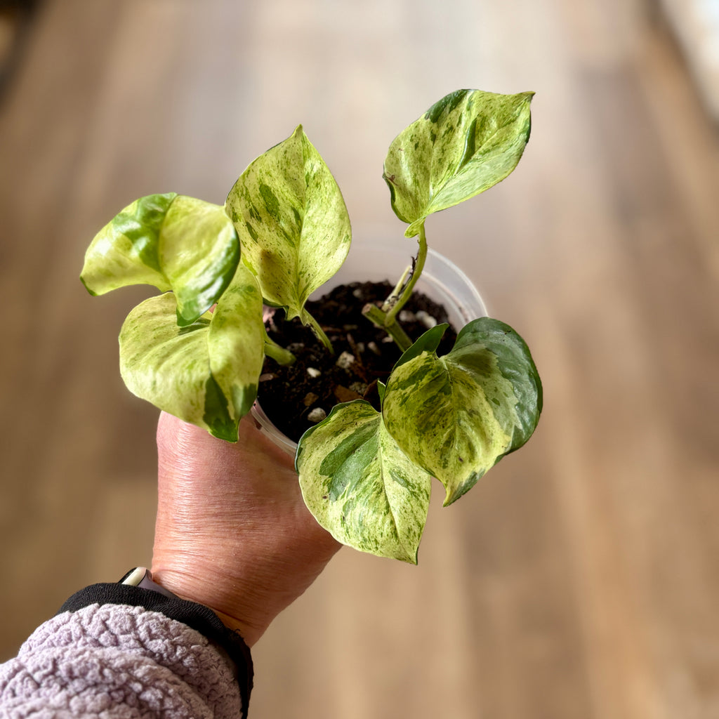 Pothos 'Manjula' 4" Rooted Cuttings