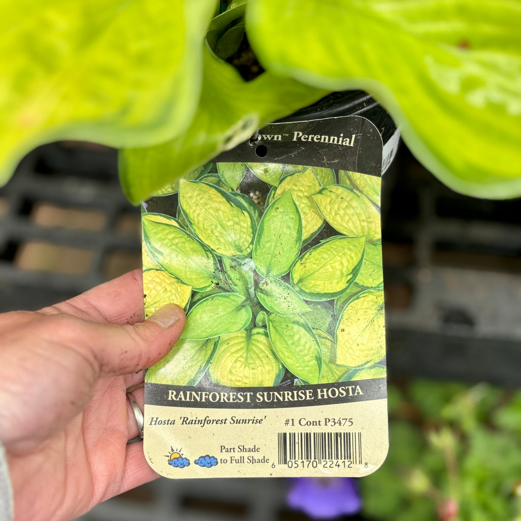 Hosta Rainforest Sunrise #1 Gallon
