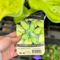 Hosta Rainforest Sunrise #1 Gallon