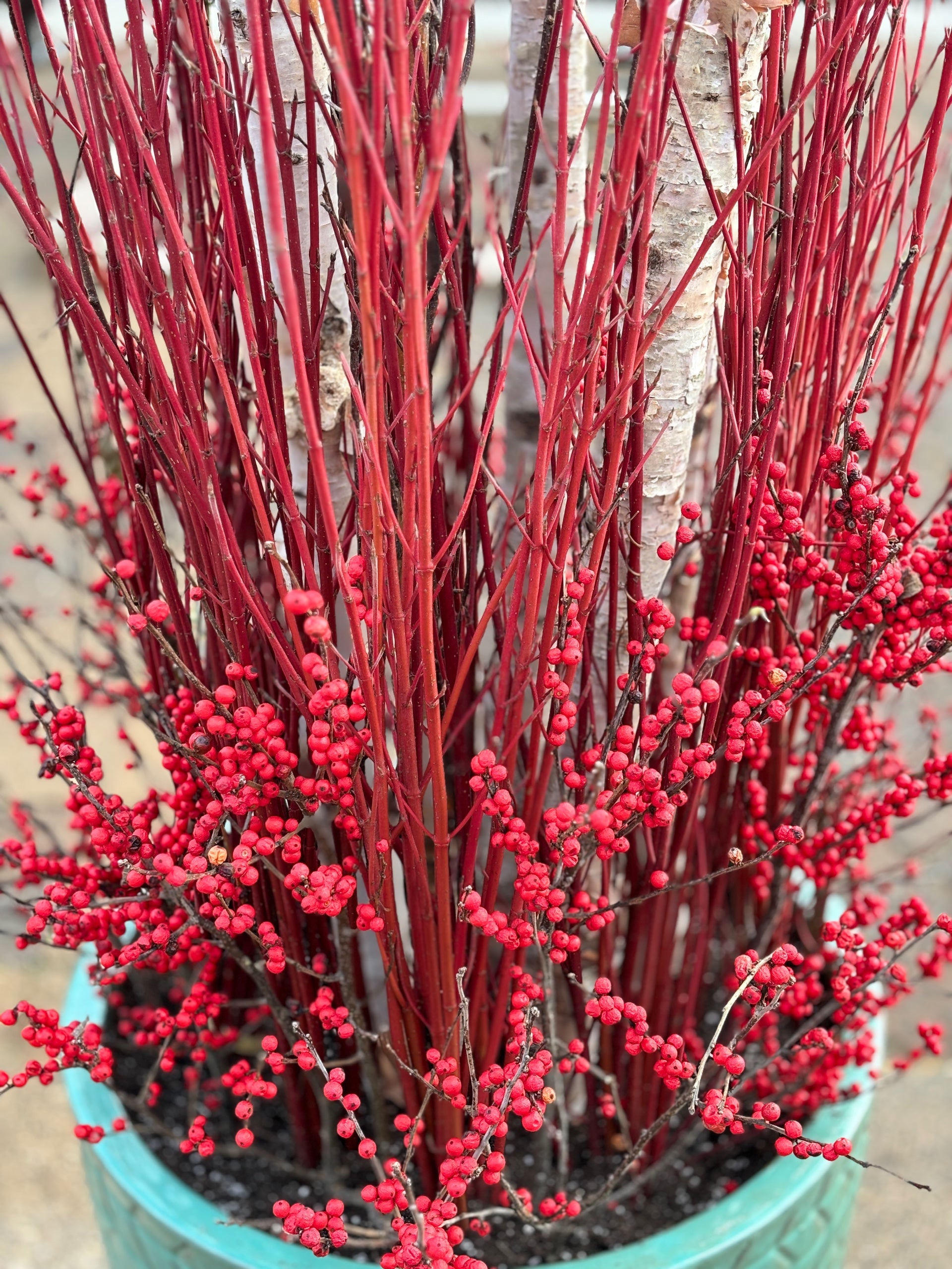 Tall Red Winterberry - 3 Stem Bunches