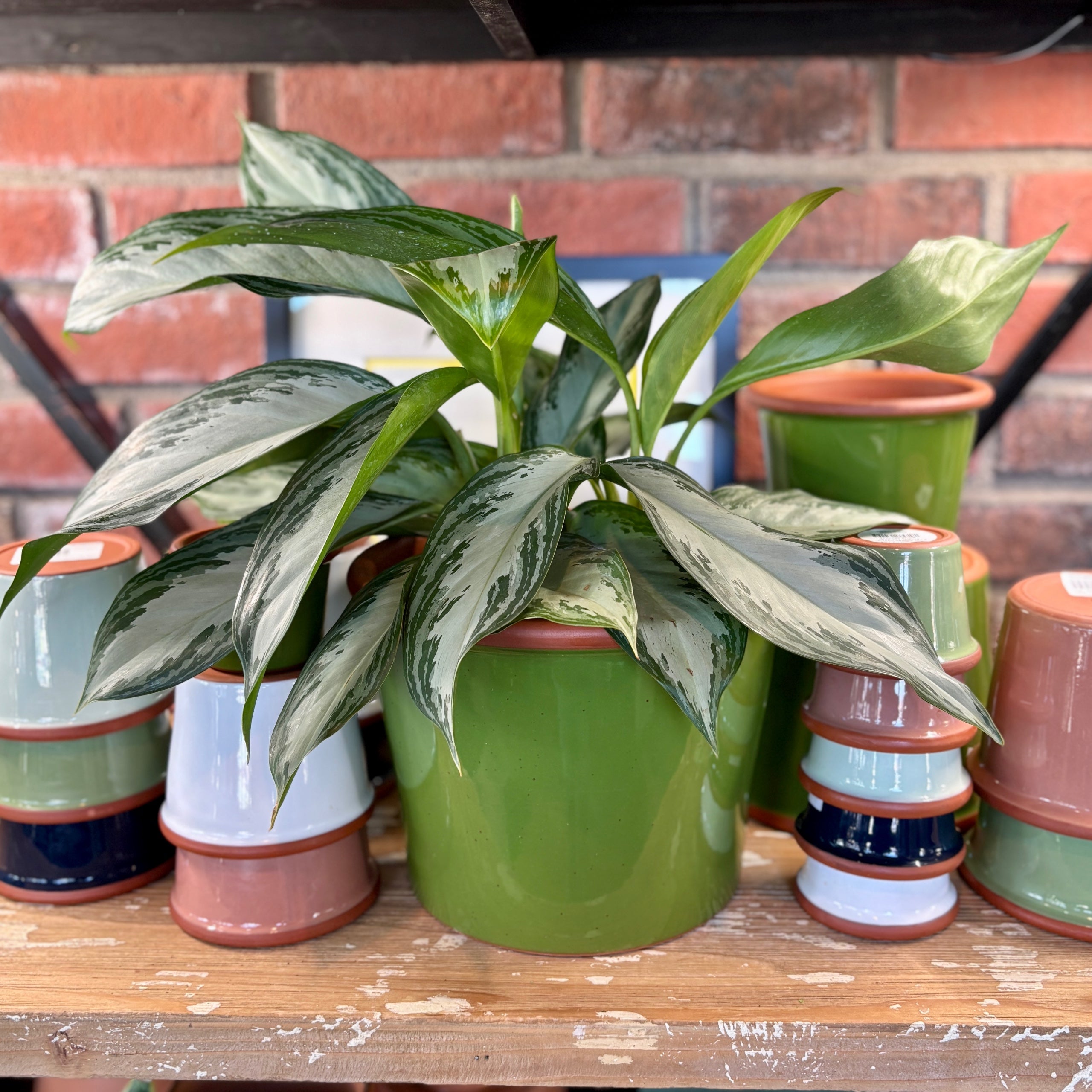 9.3" Apple Green Cylinder Glazed Terracotta Pot
