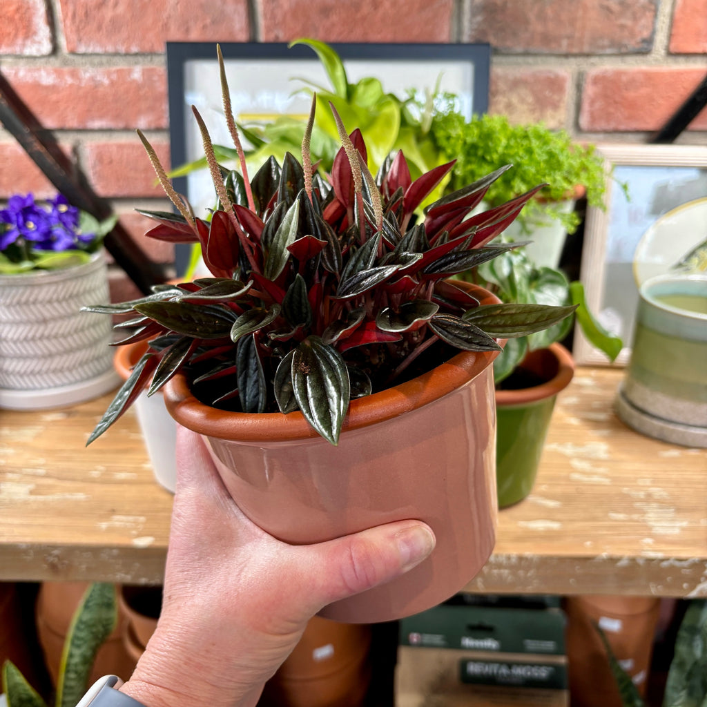 5.5" Rose Cylinder Glazed Terracotta Pot