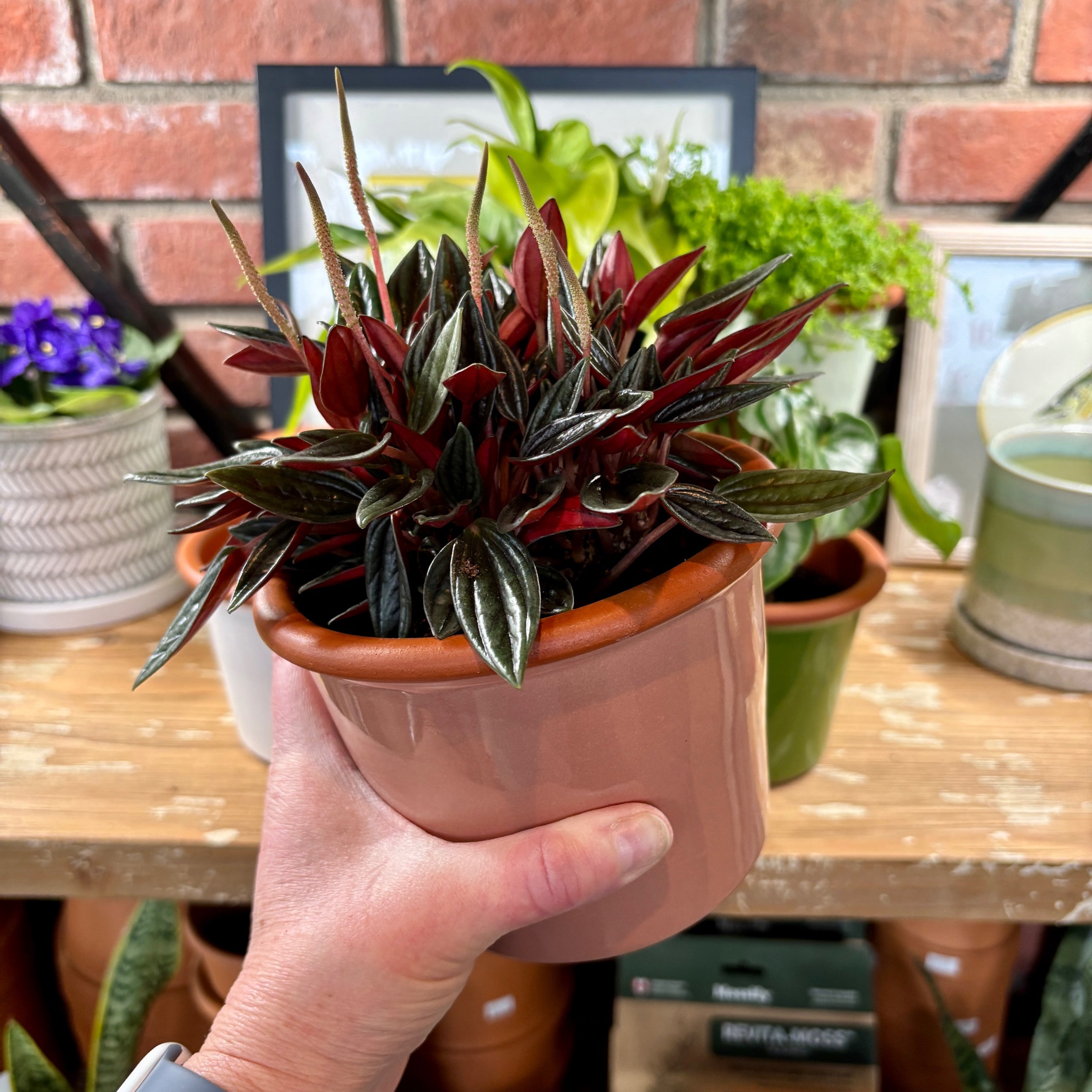 5.5" Rose Cylinder Glazed Terracotta Pot