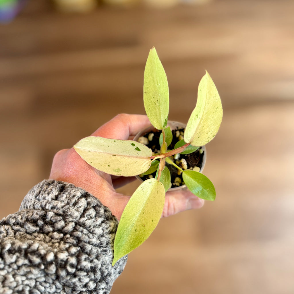 Philodendron Variegated 'snowdrift' 2" Pot