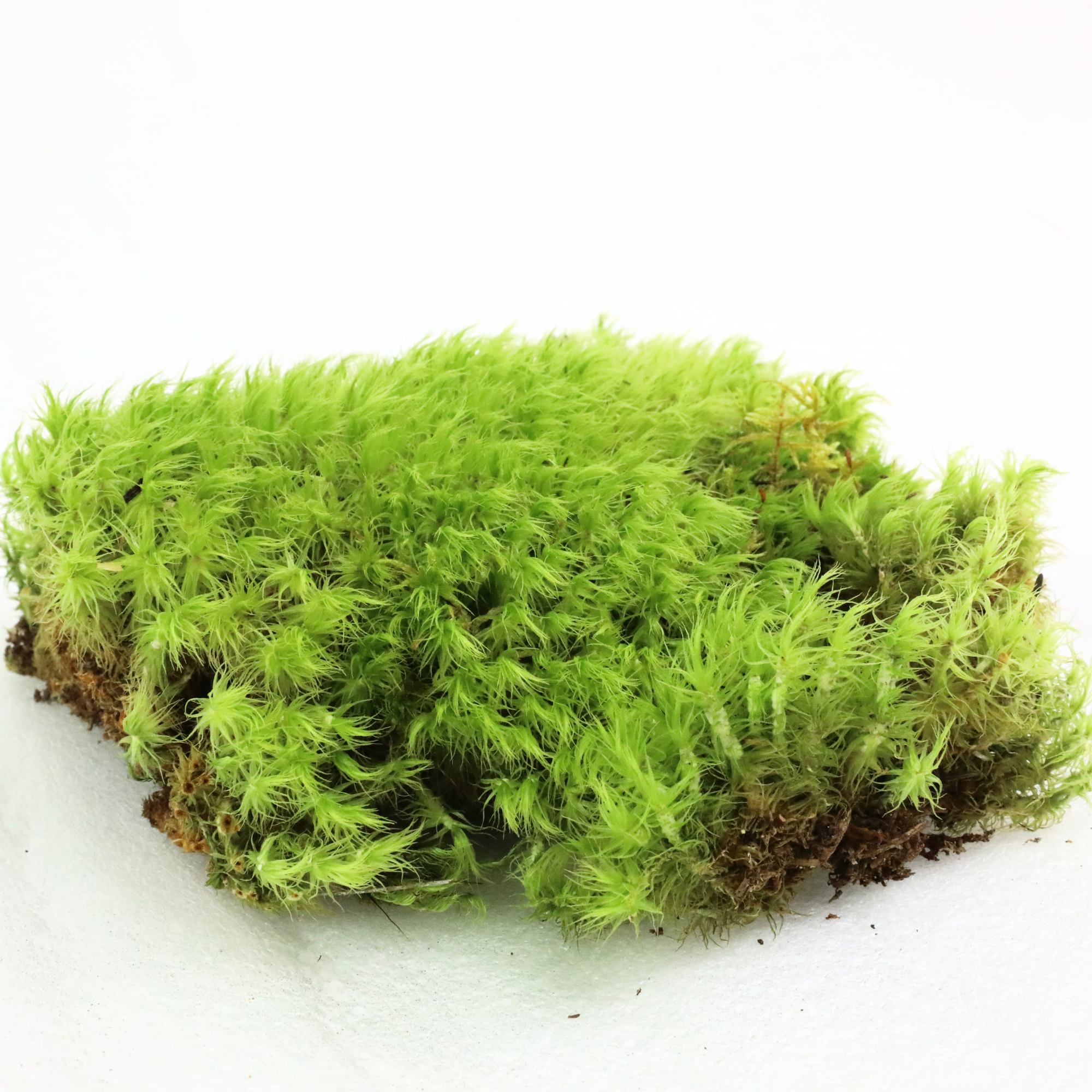 Live Mood Moss – Dormant 6X6" Squares, Hand-Harvested: Dicranum Scoparium