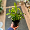 Ardisia Humilis 4"