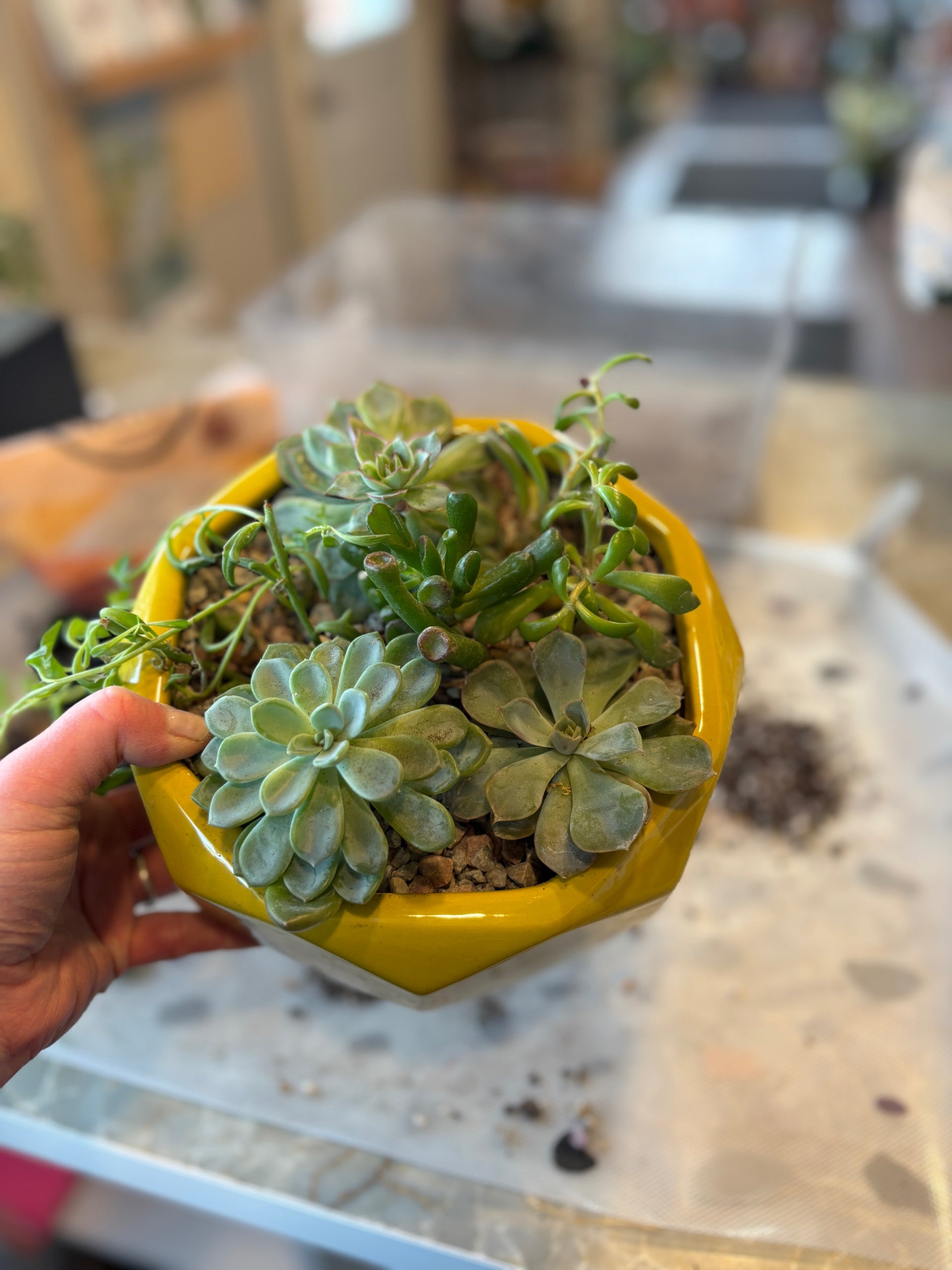 Create-Your-Own Succulent Garden